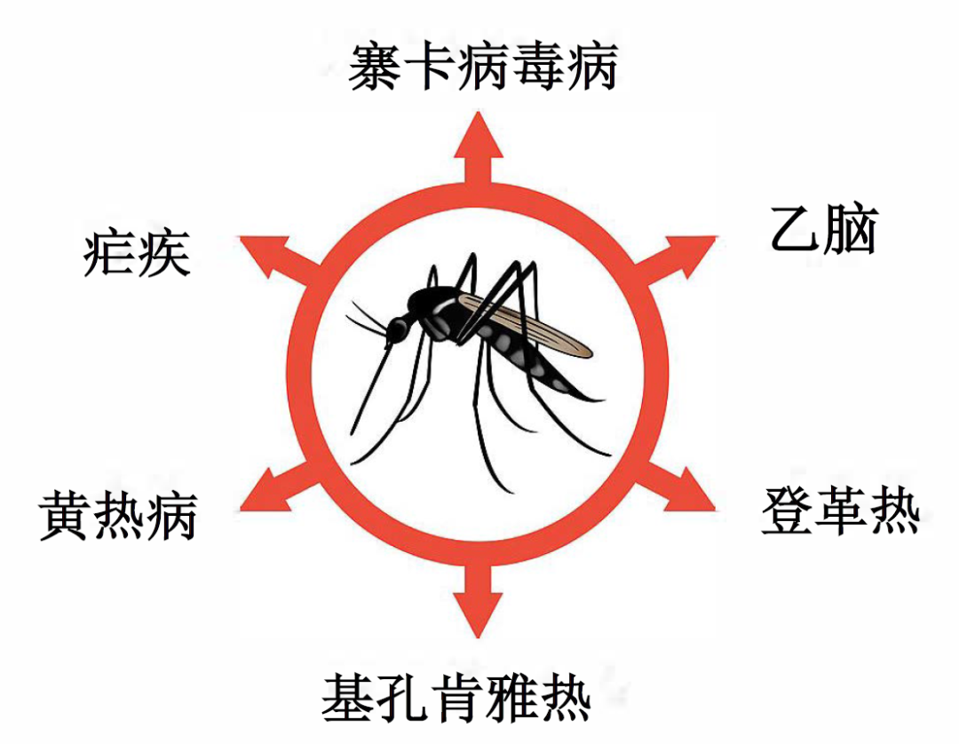 夏季警惕这2种蚊媒传染病！做好4步有效防治
