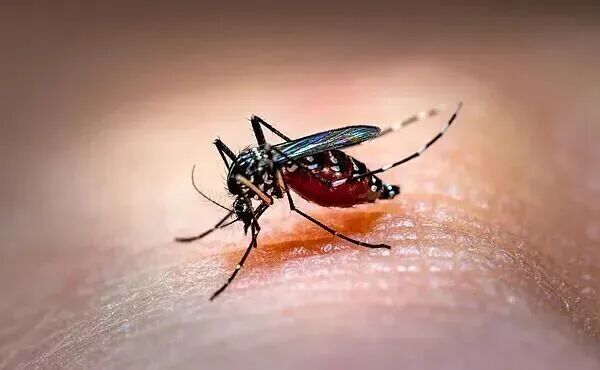 年蚊子迎来“史诗级”加强？疾控部门提醒