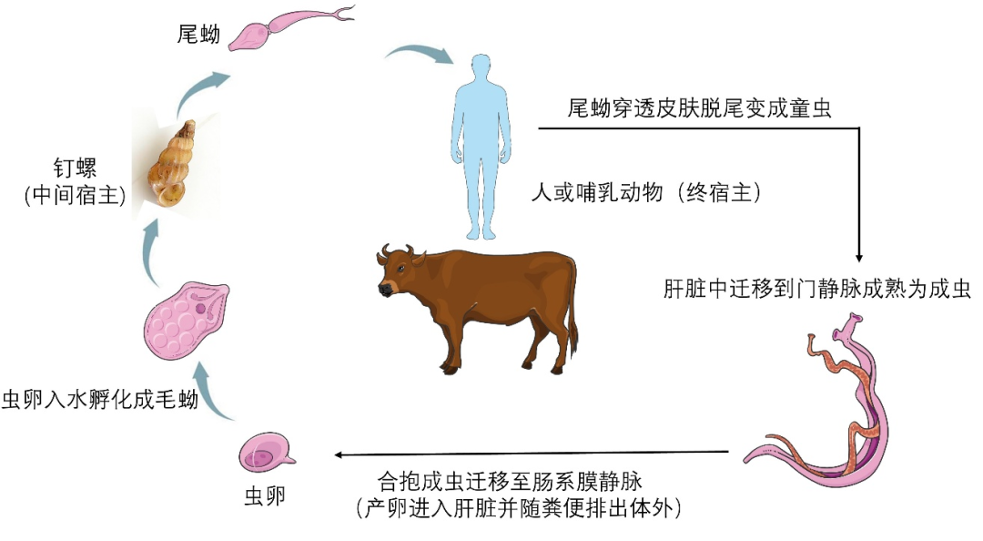 血吸虫是这样一步步潜伏、入侵人体的！但简单几步就能远离侵袭→