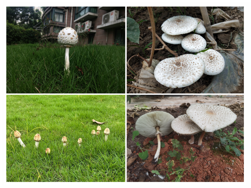 藏在公园绿地、小区草坪，误食这种毒蘑菇能进医院！