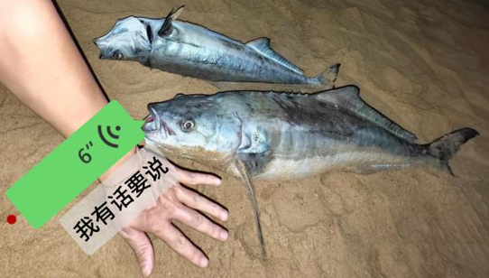 一上岸就躺平的我，可不美！—— 来自荣山寮的鱼鱼自白