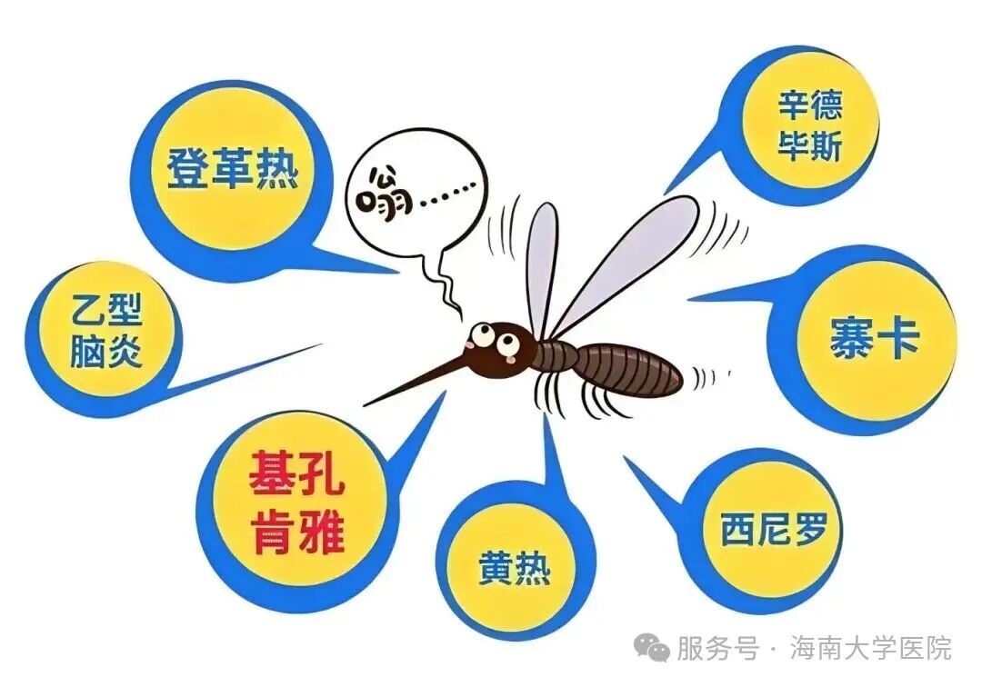 登革热VS基孔肯雅热：症状对比、传播途径和预防措施